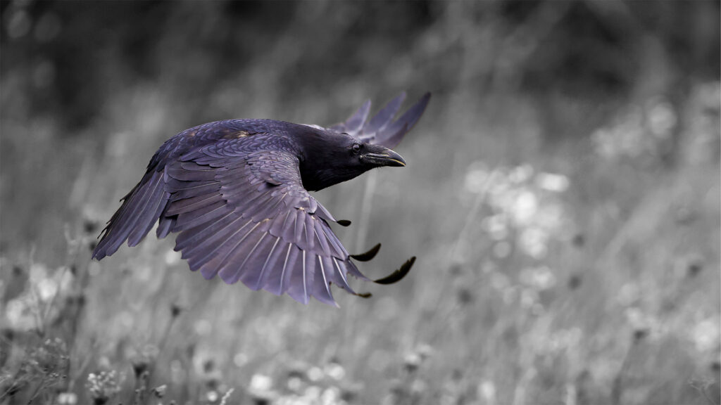 photo of a raven in flight over a field of wildflowers. FieldWise Marketing Group