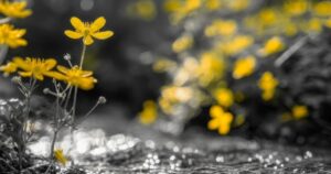 Yellow flowers in selective focus against blurred gray background, representing growth and clarity in marketing systems