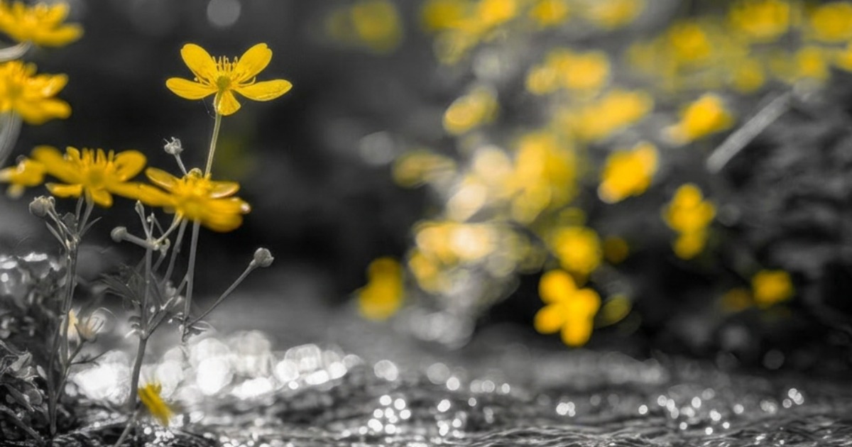 Yellow flowers in selective focus against blurred gray background, representing growth and clarity in marketing systems