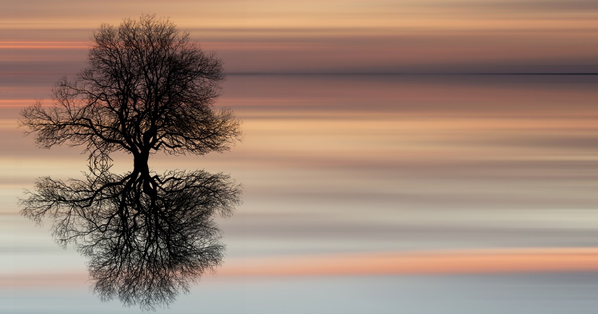 Tree silhouette reflected perfectly in still water against gradient sunset sky, representing seeing what is already there more clearly