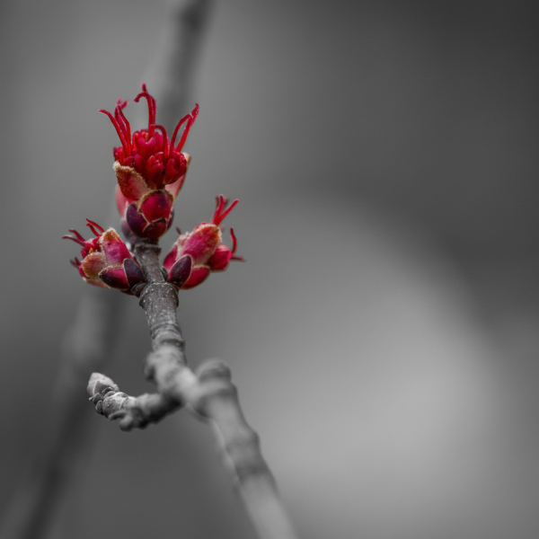 Firefly_Gemini Flash_Make everything black and white in this image except the maple buds 433442